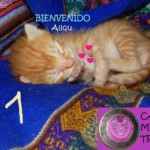 Michi Tribu Perú - Photos Allqu