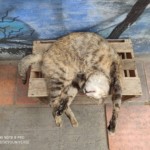 Michi Tribu Perú - Photos China