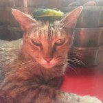 Michi Tribu Perú - Photos China