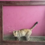 Michi Tribu Perú - Photos China Michi Tribu Perú - Photos China