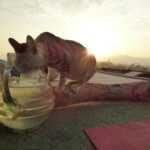 Michi Tribu Perú - Photos China