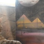 Michi Tribu Perú - Photos China