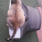 Michi Tribu Perú - Photos China