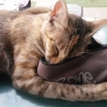 Michi Tribu Perú - Photos China