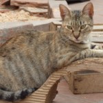 Michi Tribu Perú - Photos Chispa