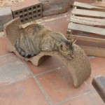 Michi Tribu Perú - Photos Chispa