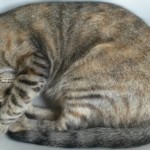 Michi Tribu Perú - Photos Chispa