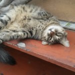 Michi Tribu Perú - Photos Cosmo