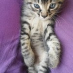 Michi Tribu Perú - Photos Cosmo