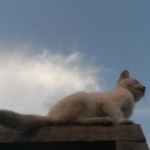 Michi Tribu Perú - Photos Flecha