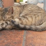 Michi Tribu Perú - Photos Fruta