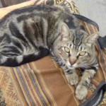 Michi Tribu Perú - Photos Hampiri+