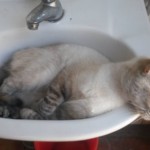 Michi Tribu Perú - Photos Jade