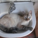 Michi Tribu Perú - Photos Jade