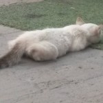 Michi Tribu Perú - Photos Jade