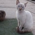 Michi Tribu Perú - Photos Jade