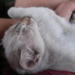 Michi Tribu Perú - Photos Jade