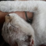 Michi Tribu Perú - Photos Jade