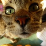 Michi Tribu Perú - Photos Khalinka