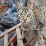 Michi Tribu Perú - Photos Khalinka