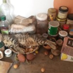 Michi Tribu Perú - Photos Khalinka