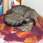 Michi Tribu Perú - Photos Khalinka