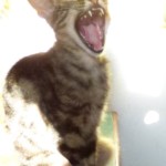 Michi Tribu Perú - Photos Khalinka