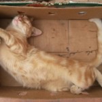 Michi Tribu Perú - Photos Mateo