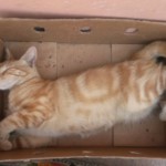 Michi Tribu Perú - Photos MateoMichi Tribu Perú - Photos Mateo