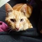 Michi Tribu Perú - Photos Mateo