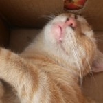 Michi Tribu Perú - Photos Mateo