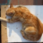 Michi Tribu Perú - Photos Mateo