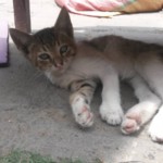 Michi Tribu Perú - Photos Milo