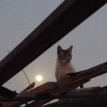 Michi Tribu Perú - Photos Mokka