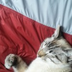 Michi Tribu Perú - Photos Mokka