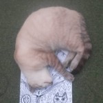 Michi Tribu Perú - Photos Mokka