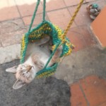 Michi Tribu Perú - Photos Mokka