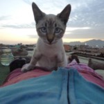 Michi Tribu Perú - Photos Mokka