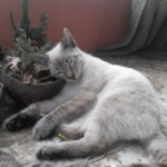 Michi Tribu Perú - Photos Mokka