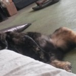 Michi Tribu Perú - Photos Mystica