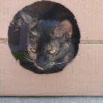 Michi Tribu Perú - Photos Mystica