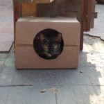 Michi Tribu Perú - Photos Mystica