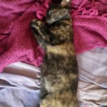 Michi Tribu Perú - Photos Mystica