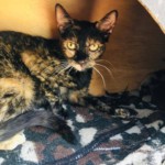 Michi Tribu Perú - Photos Mystica