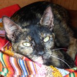 Michi Tribu Perú - Photos Mystica