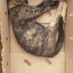 Michi Tribu Perú - Photos Mystica