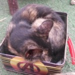 Michi Tribu Perú - Photos Mystica