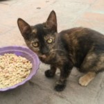 Michi Tribu Perú - Photos Mystica