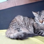 Michi Tribu Perú - Photos Püscheliese