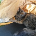 Michi Tribu Perú - Photos Resi